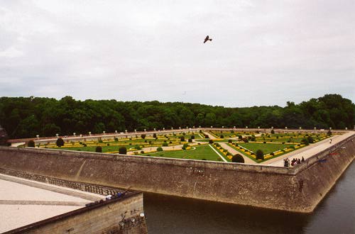A bird flying over the yellow garden at Chenonceau