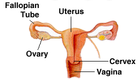 drawing of female reproductive organs